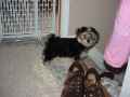 082204_NewPuppy_Toby