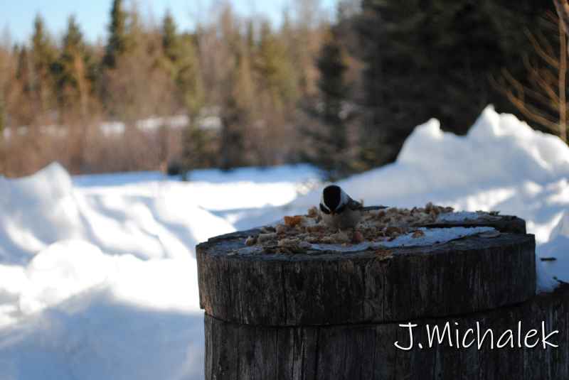 DSC_2226.jpg