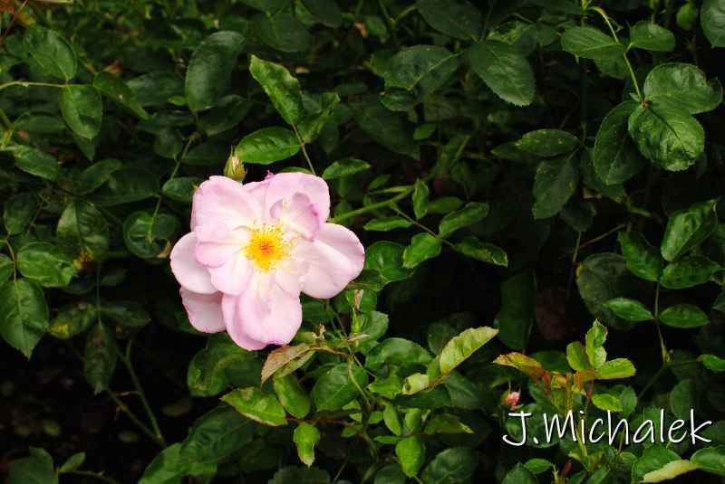 DSC_7973.JPG