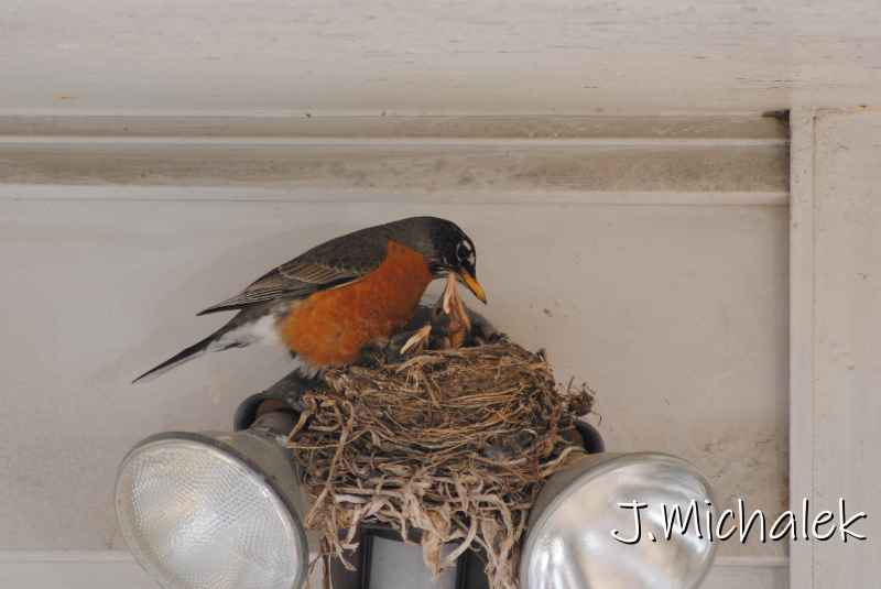 DSC_7780.JPG